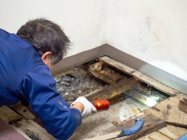 Best Residential Mold Removal  in Eastport, NY
