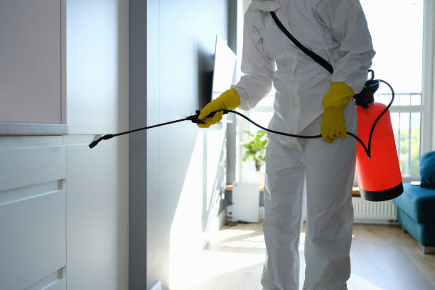 Best Mold Cleaning Services  in Eastport, NY